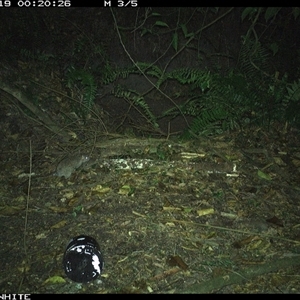 Rattus rattus (Black Rat) at Brogo, NSW - 19 Nov 2024 by RichardBomford