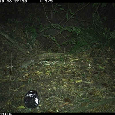 Rattus rattus (Black Rat) at Brogo, NSW - 19 Nov 2024 by RichardBomford