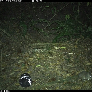 Perameles nasuta (Long-nosed Bandicoot) at Brogo, NSW - 27 Nov 2024 by RichardBomford