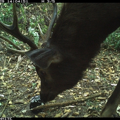 Cervus unicolor (Sambar Deer) at Brogo, NSW - 29 Nov 2024 by RichardBomford