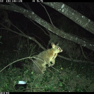Trichosurus vulpecula (Common Brushtail Possum) at Murrah, NSW - 2 Sep 2024 by ludomcferran