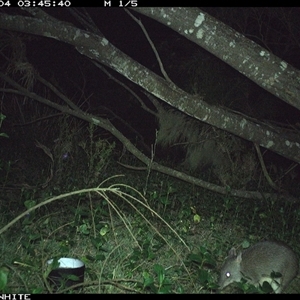 Perameles nasuta (Long-nosed Bandicoot) at Murrah, NSW - 4 Sep 2024 by ludomcferran