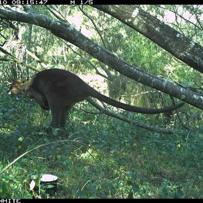 Wallabia bicolor (Swamp Wallaby) at Murrah, NSW - 10 Sep 2024 by ludomcferran