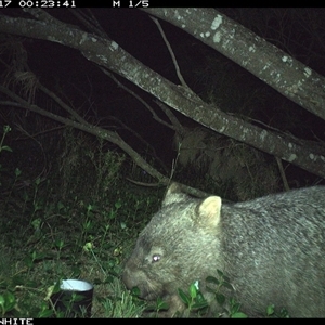 Vombatus ursinus (Bare-nosed Wombat) at Murrah, NSW - 17 Sep 2024 by ludomcferran