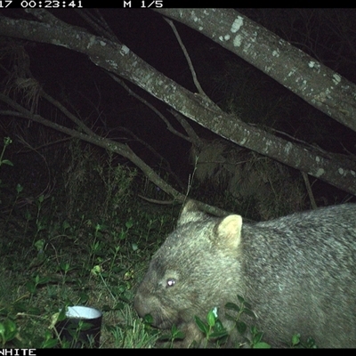 Vombatus ursinus (Common wombat, Bare-nosed Wombat) at Murrah, NSW - 17 Sep 2024 by ludomcferran
