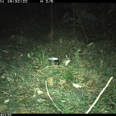 Rattus fuscipes (Bush Rat) at Murrah, NSW - 1 Oct 2024 by ludomcferran