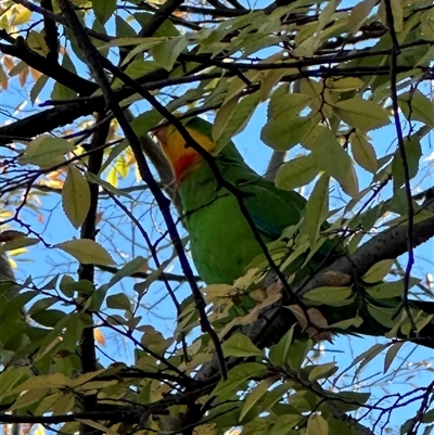 Polytelis swainsonii (Superb Parrot) at Campbell, ACT - 10 Jun 2025 by RachieQ