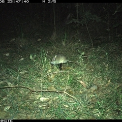 Rattus fuscipes (Bush Rat) at Murrah, NSW - 6 Oct 2024 by ludomcferran