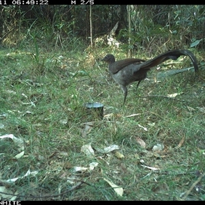 Menura novaehollandiae at Murrah, NSW - 11 Oct 2024 06:49 AM