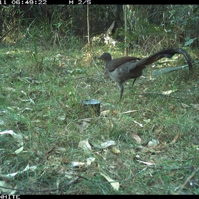 Menura novaehollandiae (Superb Lyrebird) at Murrah, NSW - 11 Oct 2024 by ludomcferran