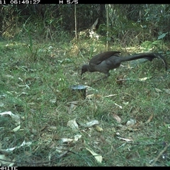 Menura novaehollandiae at Murrah, NSW - 11 Oct 2024 06:49 AM