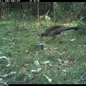 Menura novaehollandiae at Murrah, NSW - 11 Oct 2024 06:49 AM