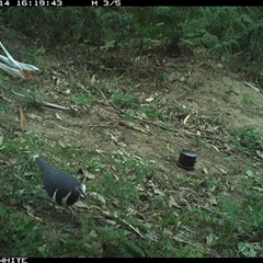 Leucosarcia melanoleuca (Wonga Pigeon) at Murrah, NSW - 14 Oct 2024 by ludomcferran