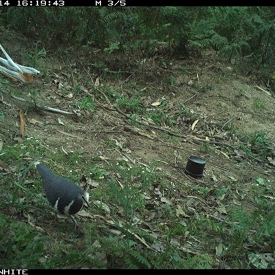 Leucosarcia melanoleuca (Wonga Pigeon) at Murrah, NSW - 14 Oct 2024 by ludomcferran