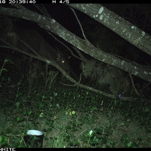 Cervidae (family) (Deer (unknown species)) at Murrah, NSW - 18 Sep 2024 by ludomcferran