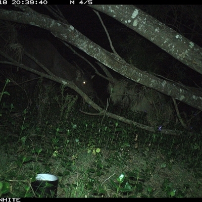 Cervidae (family) (Deer (unknown species)) at Murrah, NSW - 18 Sep 2024 by ludomcferran