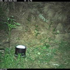 Rattus rattus (Black Rat) at Murrah, NSW - 26 Aug 2024 by ludomcferran