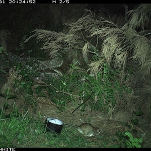 Rattus fuscipes (Bush Rat) at Murrah, NSW - 31 Aug 2024 by ludomcferran