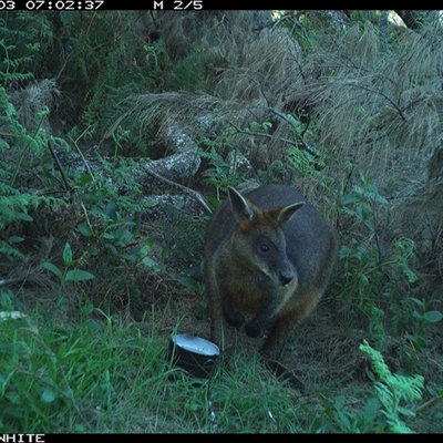 Wallabia bicolor (Swamp Wallaby) at Murrah, NSW - 3 Sep 2024 by ludomcferran