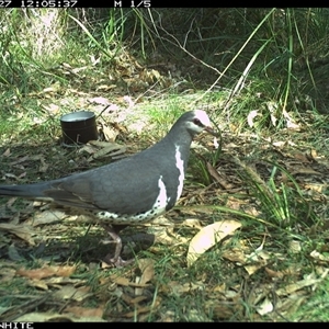 Leucosarcia melanoleuca (Wonga Pigeon) at Murrah, NSW - 27 Sep 2024 by ludomcferran
