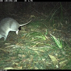 Perameles nasuta (Long-nosed Bandicoot) at Murrah, NSW - 28 Sep 2024 by ludomcferran