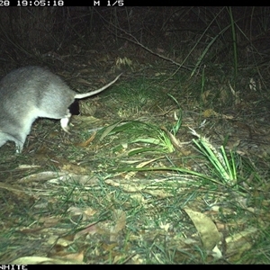 Perameles nasuta (Long-nosed Bandicoot) at Murrah, NSW - 28 Sep 2024 by ludomcferran