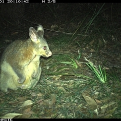 Trichosurus vulpecula (Common Brushtail Possum) at Murrah, NSW - 1 Oct 2024 by ludomcferran