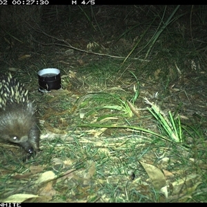 Tachyglossus aculeatus (Short-beaked Echidna) at Murrah, NSW - 2 Oct 2024 by ludomcferran