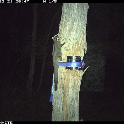Petaurus breviceps (Sugar Glider) at Murrah, NSW - 22 Oct 2024 by ludomcferran