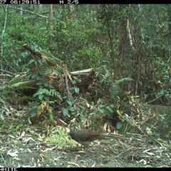 Menura novaehollandiae (Superb Lyrebird) at Murrah, NSW - 27 Nov 2024 by ludomcferran