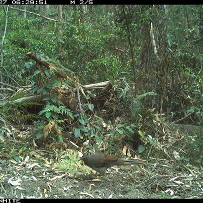 Menura novaehollandiae (Superb Lyrebird) at Murrah, NSW - 27 Nov 2024 by ludomcferran