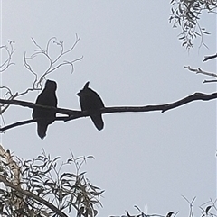 Calyptorhynchus lathami lathami (Glossy Black-Cockatoo) at Collector, NSW - 15 Aug 2024 by PWillo