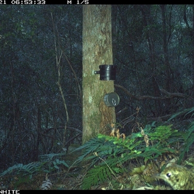 Zoothera lunulata (Bassian Thrush) at Coolagolite, NSW - 21 Sep 2024 by timharmony