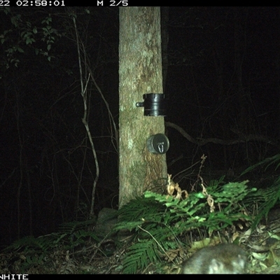Rattus fuscipes (Bush Rat) at Coolagolite, NSW - 22 Sep 2024 by timharmony