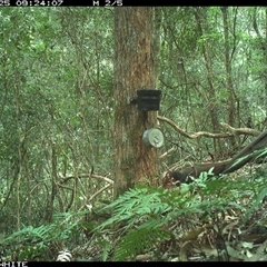 Menura novaehollandiae (Superb Lyrebird) at Coolagolite, NSW - 25 Sep 2024 by timharmony