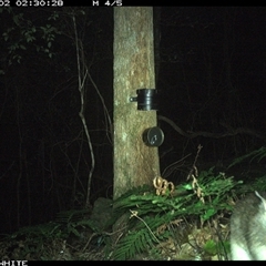 Perameles nasuta (Long-nosed Bandicoot) at Coolagolite, NSW - 2 Oct 2024 by timharmony