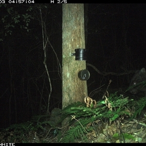 Vombatus ursinus (Bare-nosed Wombat) at Coolagolite, NSW - 3 Oct 2024 by timharmony
