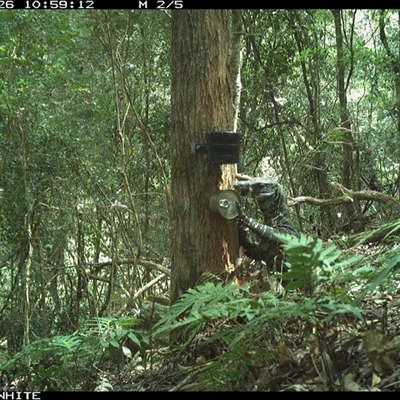 Varanus varius at Coolagolite, NSW - 26 Oct 2024 by timharmony