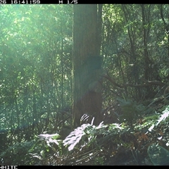 Vulpes vulpes (Red Fox) at Coolagolite, NSW - 26 Oct 2024 by timharmony