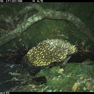 Tachyglossus aculeatus (Short-beaked Echidna) at Coolagolite, NSW - 6 Nov 2024 by timharmony