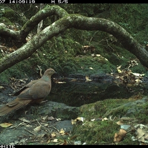 Macropygia phasianella (Brown Cuckoo-dove) at Coolagolite, NSW - 7 Nov 2024 by timharmony