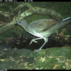 Menura novaehollandiae (Superb Lyrebird) at Coolagolite, NSW - 7 Nov 2024 by timharmony
