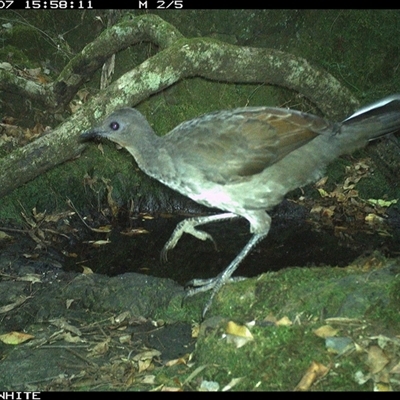 Menura novaehollandiae (Superb Lyrebird) at Coolagolite, NSW - 7 Nov 2024 by timharmony