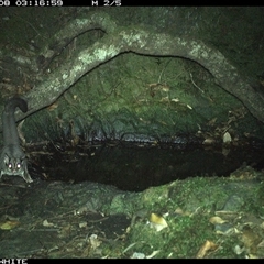 Petaurus breviceps (Sugar Glider) at Coolagolite, NSW - 8 Nov 2024 by timharmony
