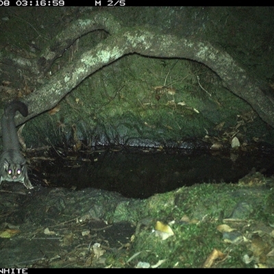Petaurus breviceps (Sugar Glider) at Coolagolite, NSW - 8 Nov 2024 by timharmony