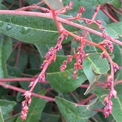 Hardenbergia violacea (False Sarsaparilla) at Crowther, NSW - 10 Jun 2025 by Frecko