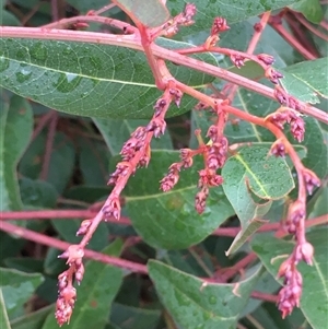 Hardenbergia violacea (False Sarsaparilla) at Crowther, NSW - 10 Jun 2025 by Frecko
