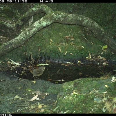 Pycnoptilus floccosus (Pilotbird) at Coolagolite, NSW - 9 Nov 2024 by timharmony