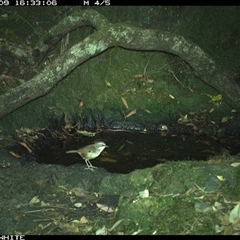 Sericornis frontalis (White-browed Scrubwren) at Coolagolite, NSW - 9 Nov 2024 by timharmony