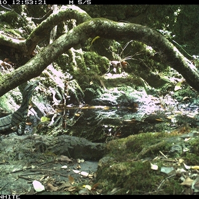 Varanus varius at Coolagolite, NSW - 10 Nov 2024 by timharmony